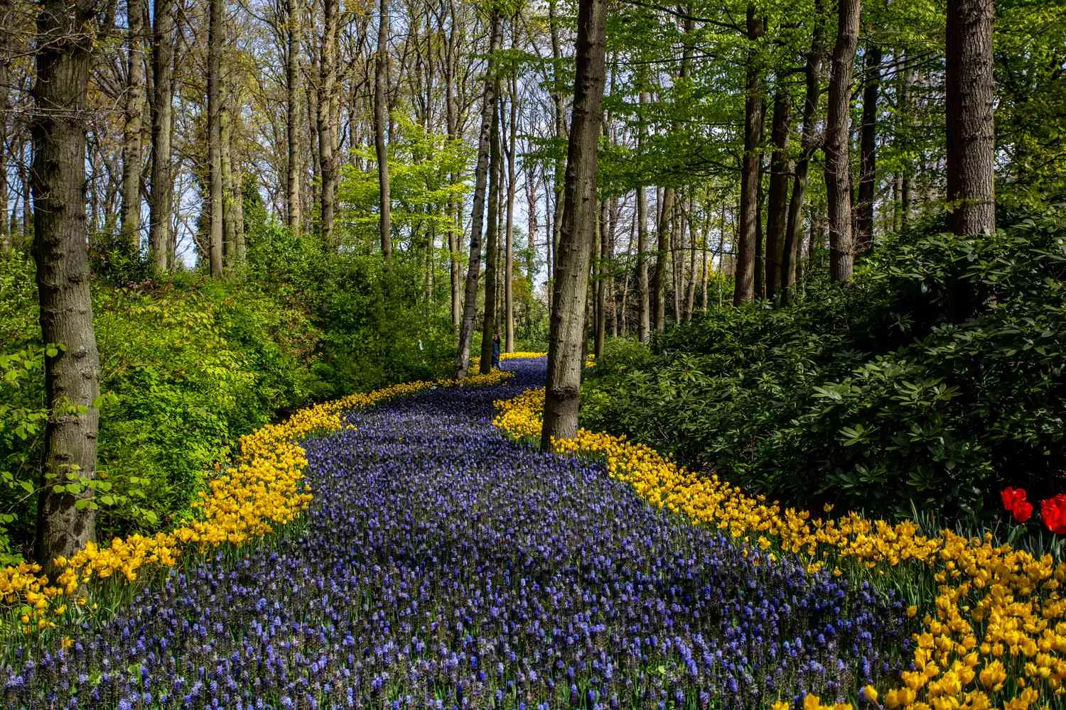 8235 romantic honeymoon march