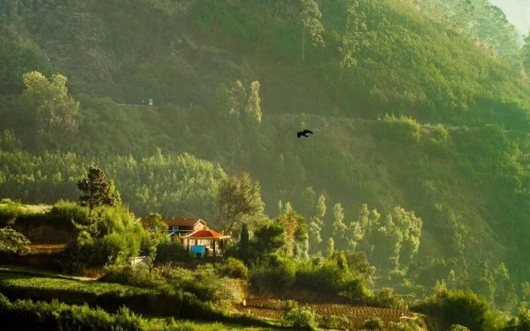 8282 ooty romantic dinner