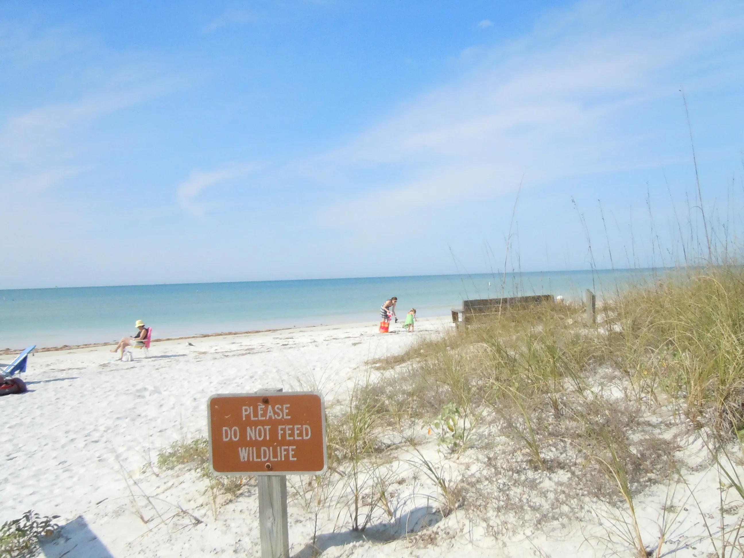 8389 honeymoon island wildlife