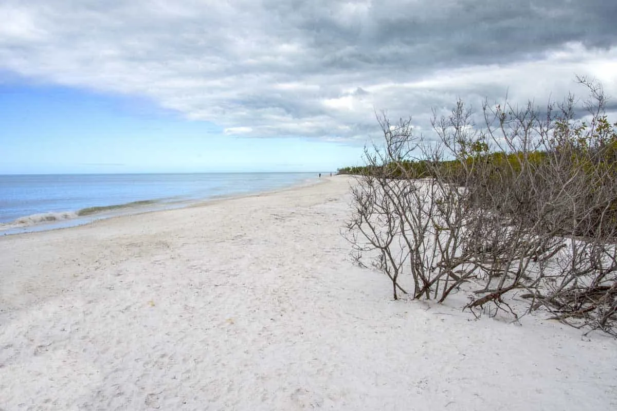 8397 honeymoon island wildlife