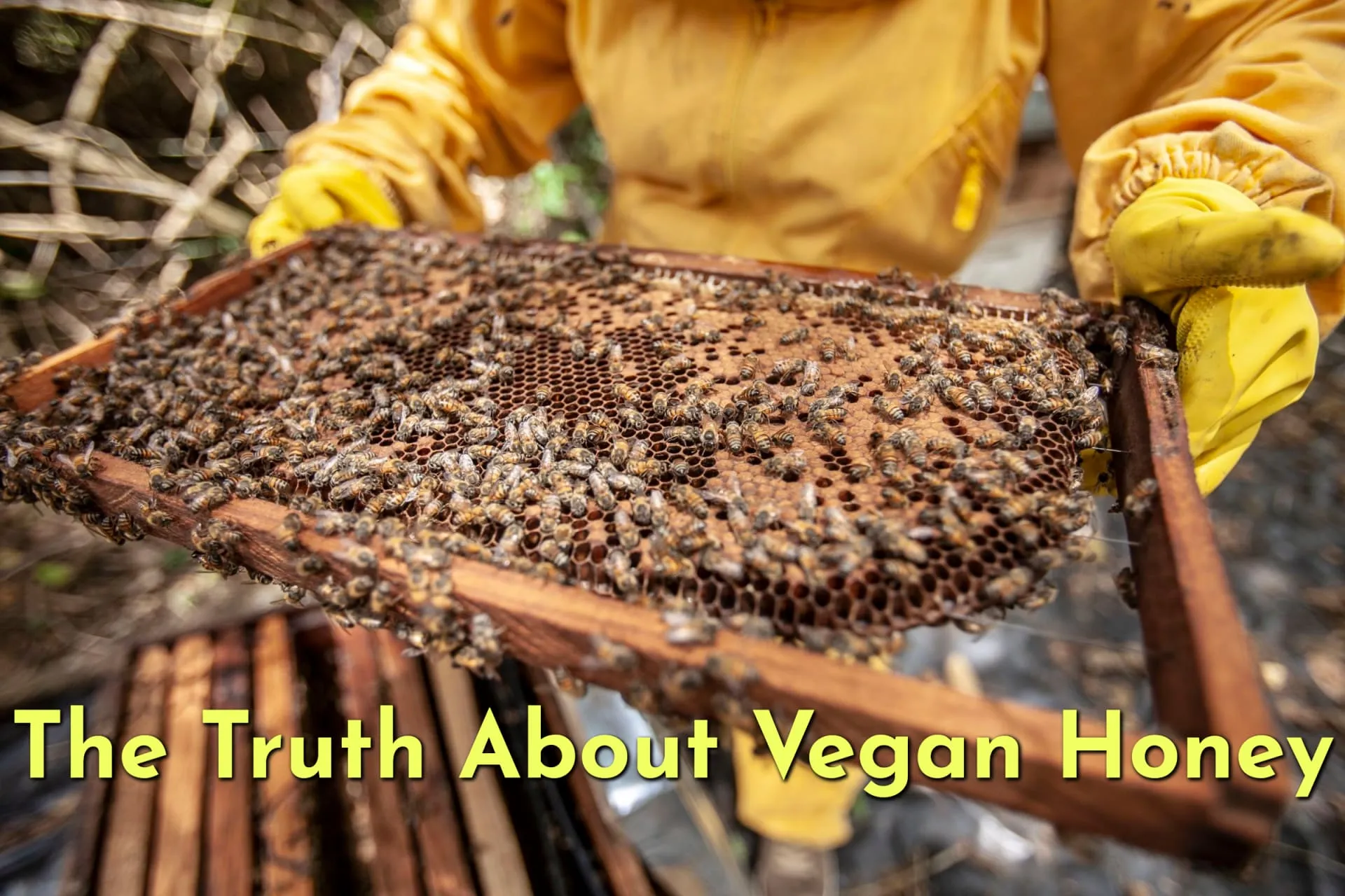 8398 vegan honeymoon couple