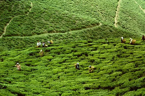 8428 darjeeling luxury hotel