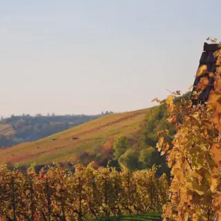/img/8465-romantic-dinner.webp